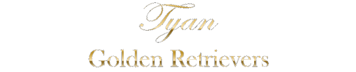 Tyan Golden Retrievers